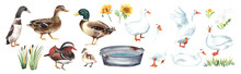 Brown Duck, Pekin Ducks, Animals Farm, Zoo Village. Cute Birds. Clipart
 Stock Illustration. Hand Painted In Watercolor.