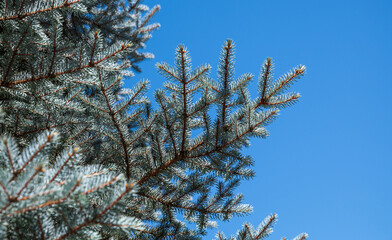 Wall Mural - Branches of Blue spruce tree are over blue sky