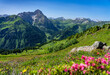 Urlaub im Kleinwalsertal, Österreich: Wanderung am Grat vom Walmendinger Horn Richtung Grünhorn - Blick auf Hochkünzelspitze mit Blumen im Vordergrund