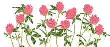 Vector Drawing Wild Flowers, Red Clover