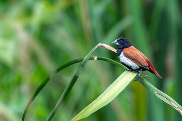 Wall Mural - A tricolor munia perching on a long grass