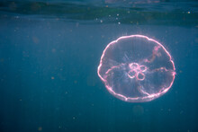 Moon Jellyfish Swimming In Ocean