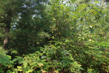 leaves in the forest