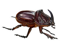 Rhinoceros Beetle, Oryctes Nasicornis