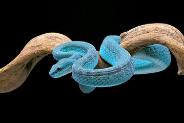 White-lipped pit viper (Trimeresurus insularis) in black background