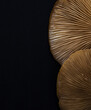 View from the bottom of King Trumpet Mushroom, looking up at gills under the cap, with a black background. Closeup