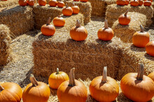 View Of A Hay Maze At A Pumpkin Patch.