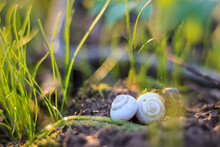 White Snail In The Grass Close-up, Horizontal Orientation.
