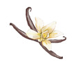 Vanilla bean with flower watercolour illustration isolated on white background