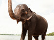 © Matthew Wakem - Elephant Bathing at Kandalama Lake. Dambulla, Sri Lanka.