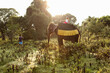 © Matthew Wakem - Woman Riding Elephant at sunrise. Dambulla, Sri Lanka.