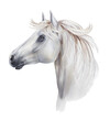White horse in profile. Animal illustration.