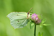 Motyl latolistek cytrynek