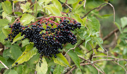 Wall Mural - detailed close-up of elder flower berries (Sambucus nigra) 