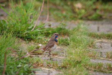 Bright Bird Looking for a Dinner