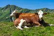 Urlaub im Kleinwalsertal, Österreich: Wanderung am Grat vom Walmendinger Horn Richtung Grünhorn - saftige Weide mit Kühen