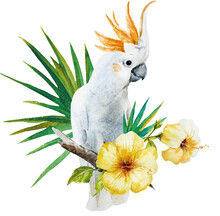 White Parrot With Hibiscus Flowers Watercolor Illustration