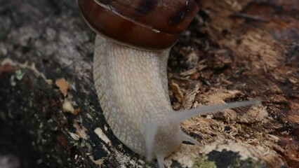 Wall Mural - Big slimy brown snail crawling on wet wood in forest.