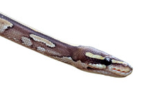 Close Up Of A Ball Python