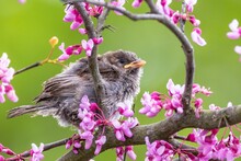 Baby Bird Perched On A Red Bud Tree