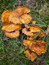 Omphalotus Illudens Mushrooms