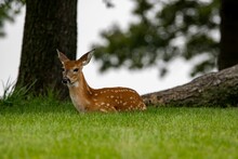 Fawn Of A White-tailed Deer Lying On The Grass