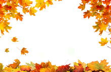 Leaf Frame. Autumn Falling Maple Leaves Isolated On White Background. Fall  Foliage.