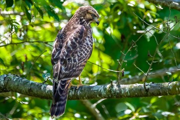 Wall Mural - Red-shouldered hawk perched on a tree against a green background