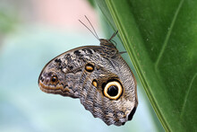 Caligo Atreus, The Yellow-edged Giant Owl, Is A Butterfly Of The Family Nymphalidae