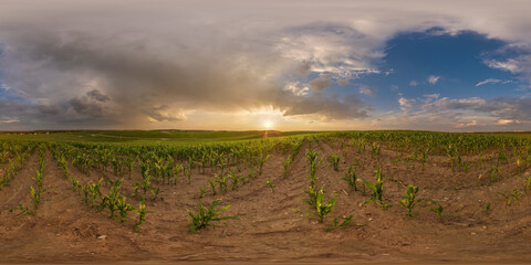 Wall Mural - evening sunset hdri panorama 360 view among farming corn fields with pink clouds in equirectangular spherical projection may use as sky replacement, ready for virtual reality content