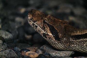 Wall Mural - Closeup of a face of a snake slithering on the ground