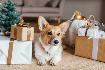 Wall Mural - Cute corgi dog lies on a straw rug in the living room among Christmas gift boxes wrapped in white and brown kraft paper. Merry Christmas and Happy New Year