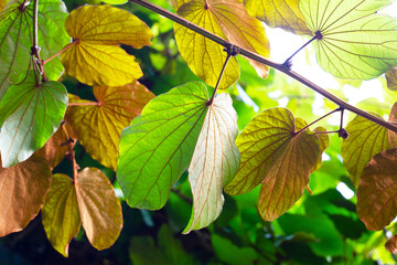 Canvas Print - Bauhinia aureifolia or gold leaf bauhinia