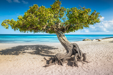 Canvas Print - Eagle beach with divi divi tree on Aruba island, Dutch Antilles