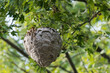 Bald-faced hornets (Dolichovespula Maculata) nest in a tree