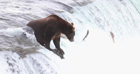 wild grizzly bear at brooks falls, alaska waiting to catch a jumping salmon as they jump up the rive
