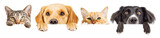 Fototapeta Zwierzęta - Dogs and Cats Peeking Over Web Banner Extracted
