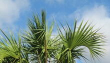 Beautiful Palm, Tree Branches On Blue Sky Background