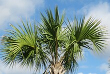 Beautiful Palm, Tree Branches On Blue Sky Background