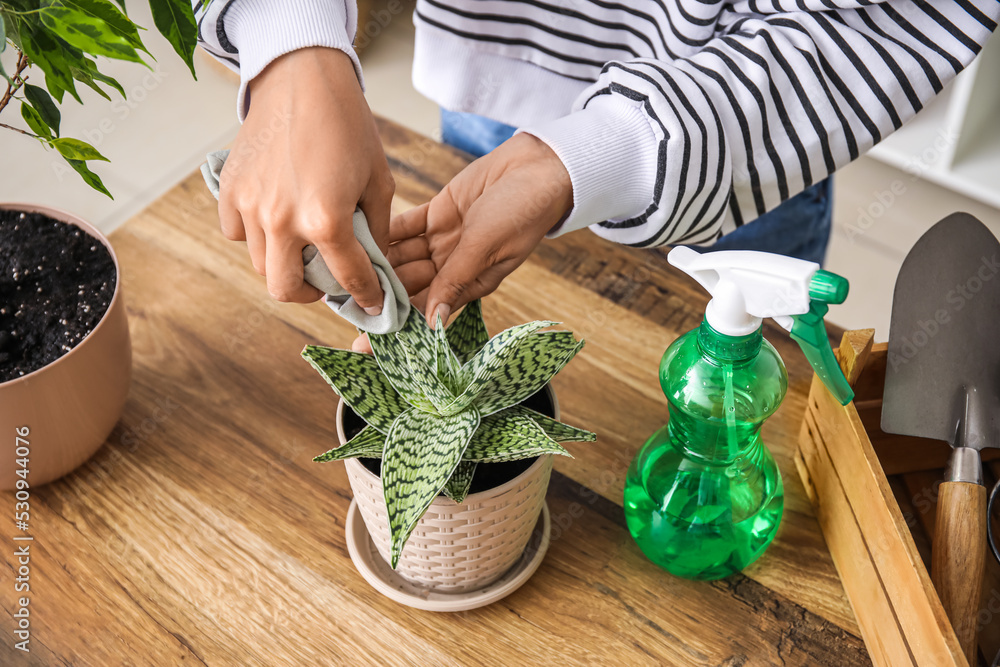 Woman wiping plant leaf at home, closeup