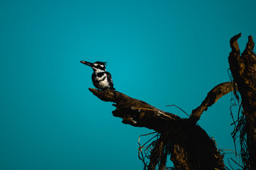 Kingfisher with fish 