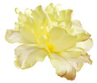Yellow tulip  flower  on  isolated background with clipping path. Closeup. For design.   Transparent background.   Nature.