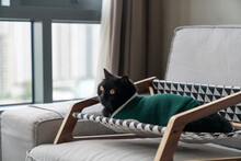  Portrait Of Cute Black Cat Resting On Cat Bed On Couch In Living Room Waiting For His Owner Get Back From Work. Adorable Domestic Feline Pet Black Kitten Relaxing And Playing In Apartment Room.