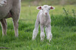 Lamb in green pasture looking at camera.