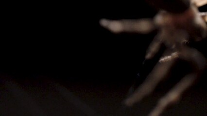 A close up of a large orb weaver spider building a cobweb by pulling web from its spinnerets in the dark