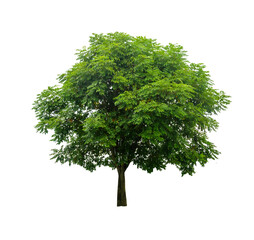Isolated tree on white background PNG file