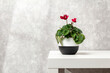 Red cyclamen flower in vase on white table. Blooming cyclamen on background of gray concrete wall.
