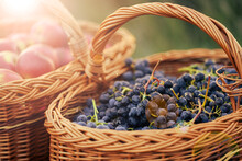 Autumn Fruits Harvest Time. A Mat Basket Full Of Red Grapes In A Beautiful Sunset Light. Time To Make Wine.