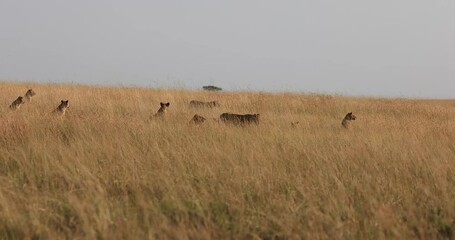 Wall Mural - a lion family walks in the savannah