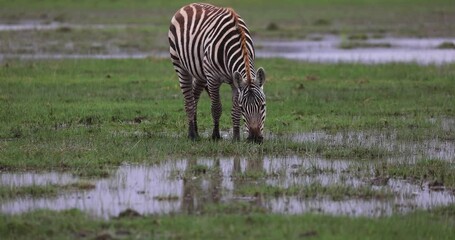 Wall Mural - a zebra eats grass in the savannah